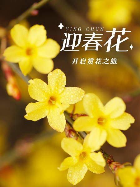 追花指南第二期！京城三月里最撩人的玉蘭觀賞地