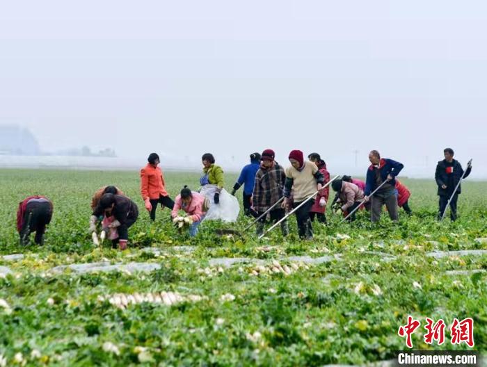 蔬菜基地工人正搶抓農(nóng)時(shí)采收蘿卜?！?汪澤民 攝