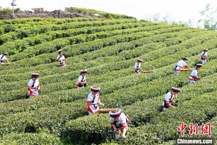 眾多白族村民身著民族服飾走進茶園采摘。　楊華峰 攝