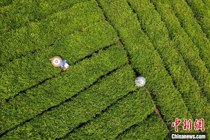 茶農(nóng)正在采摘新鮮茶葉?！√普?攝