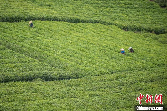 茶農(nóng)采摘谷雨茶?！√普?攝