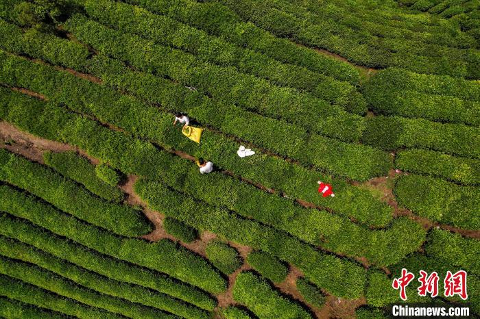 茶農(nóng)正在采摘新鮮茶葉?！√普?攝