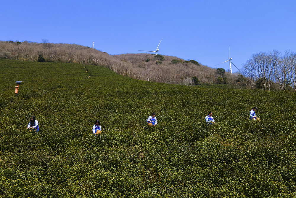 茶農(nóng)們搶抓晴好天氣采摘春茶。楊云中攝