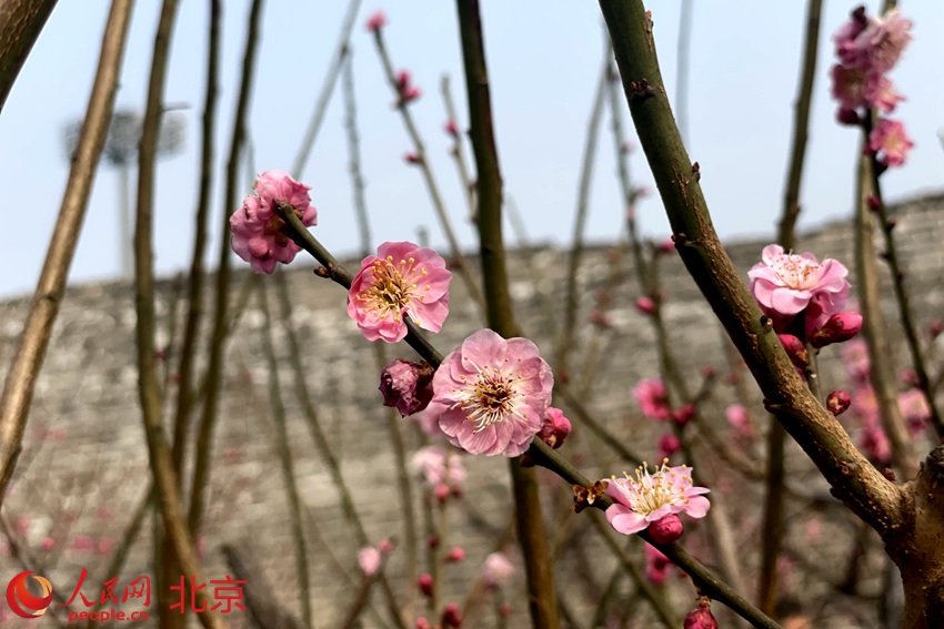 明城墻遺址公園梅花初綻。 人民網(wǎng) 池夢蕊攝