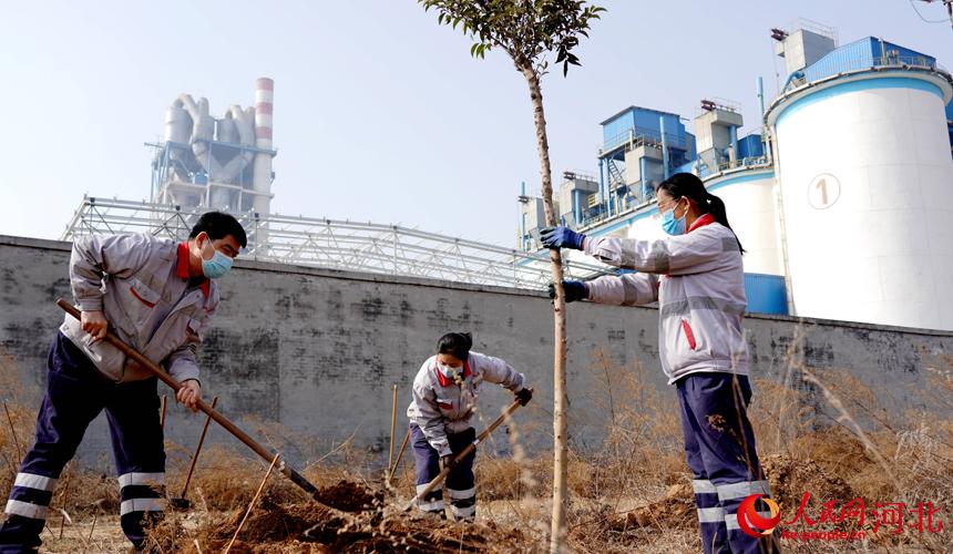 邢臺(tái)金隅職工在石邢公路沿線植樹。 宋繼昌攝