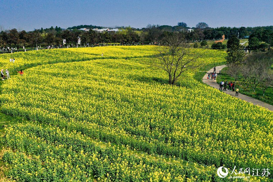 高淳區(qū)椏溪國際慢城桃花扇廣場油菜花田。劉列攝