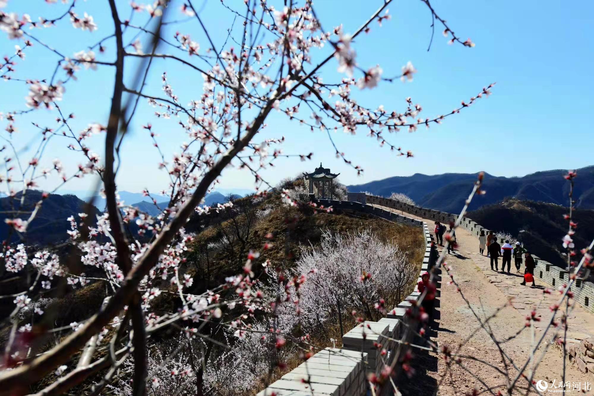 邢臺(tái)九龍峽景區(qū)鮮花盛開(kāi)。 馬健攝