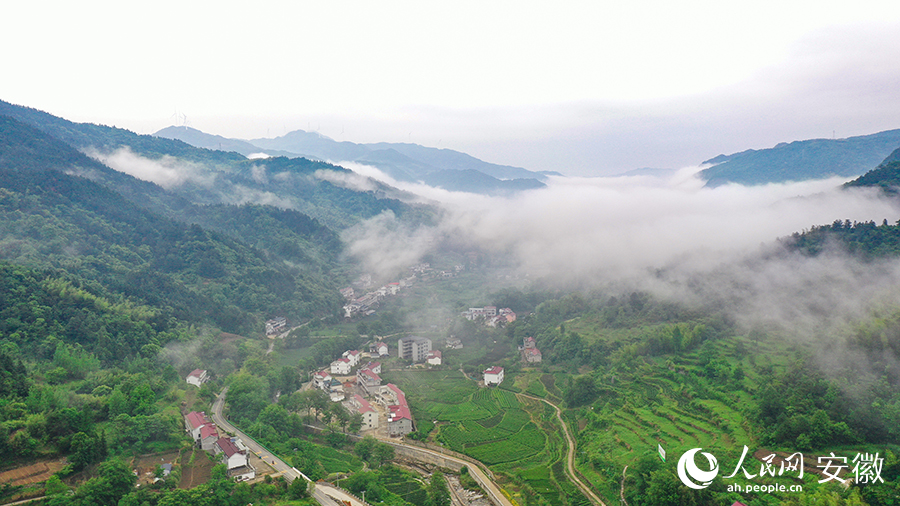 雨后的金寨大灣村，云霧環(huán)繞，宛如一幅田園山水畫卷。人民網(wǎng) 張俊攝