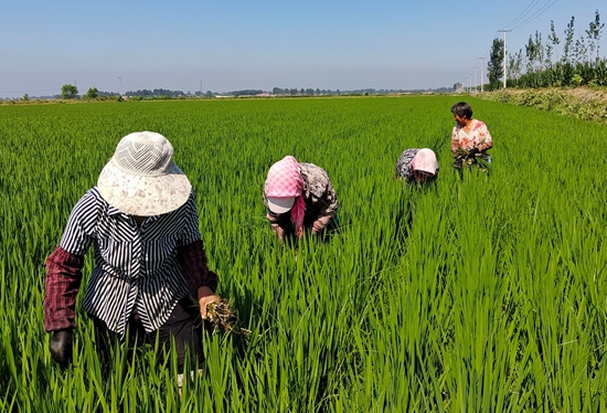 7月15日，農民在河北省玉田縣石臼窩鎮(zhèn)王家樓村稻田勞作。 張仁杰攝