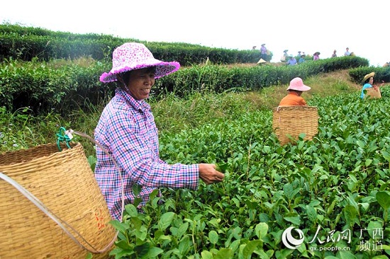 信良村茶葉種植基地里，婦女們在忙著采摘茶葉