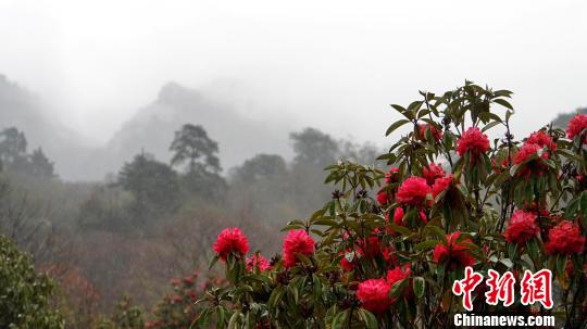 西藏倉央嘉措故里杜鵑花開進(jìn)入旅游季