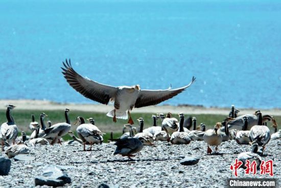 圖為青海濕地生態(tài)。(資料圖) 談林明 攝