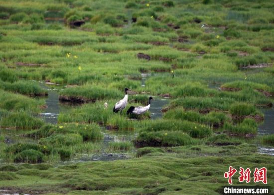 圖為祁連山國家公園青海片區(qū)內(nèi)的黑頸鶴?！∑钸B山國家公園青海省管理局供圖 攝