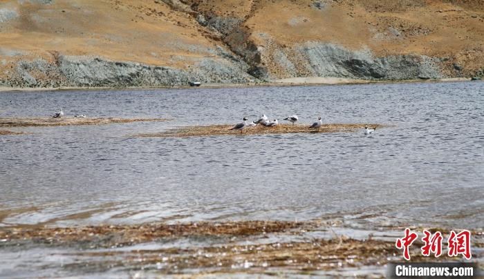 圖為瑪旁雍錯濕地棲息的水鳥?！≮w朗 攝