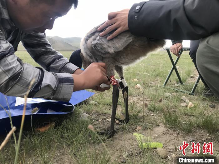 圖為研究人員為黑頸鶴佩戴GPS跟蹤設(shè)備。祁連山國家公園青海省管理局供圖