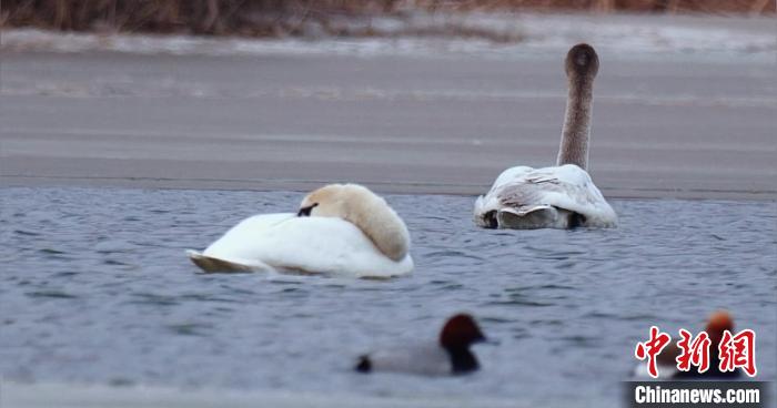 圖為疣鼻天鵝水面休憩。　青海國(guó)家公園觀鳥(niǎo)協(xié)會(huì)供圖 攝