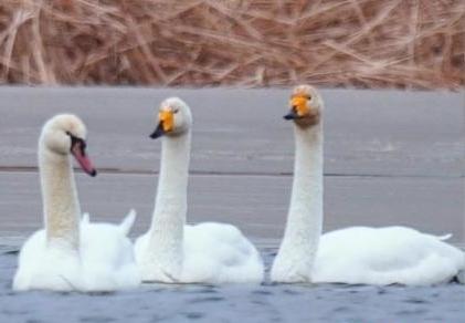 圖為疣鼻天鵝與大天鵝?！∏嗪夜珗@觀鳥協(xié)會供圖 攝