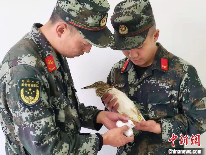 圖為武警官兵正在為國家一級重點保護動物池鷺包扎?！×鴿商?攝