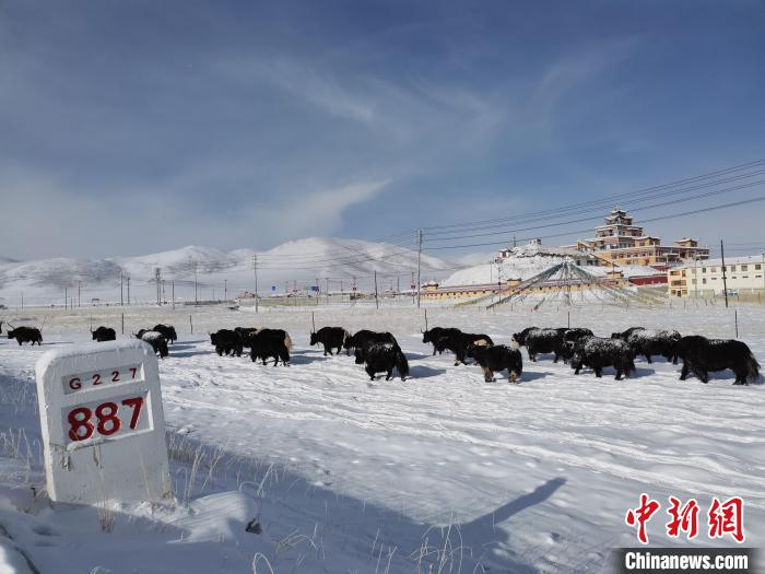 氣候濕冷致青海2月平均氣溫創(chuàng)2009年以來(lái)同期最低