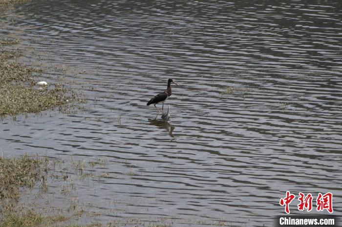 青海南門峽：國家一級保護動物黑鸛時隔兩年重返舊巢