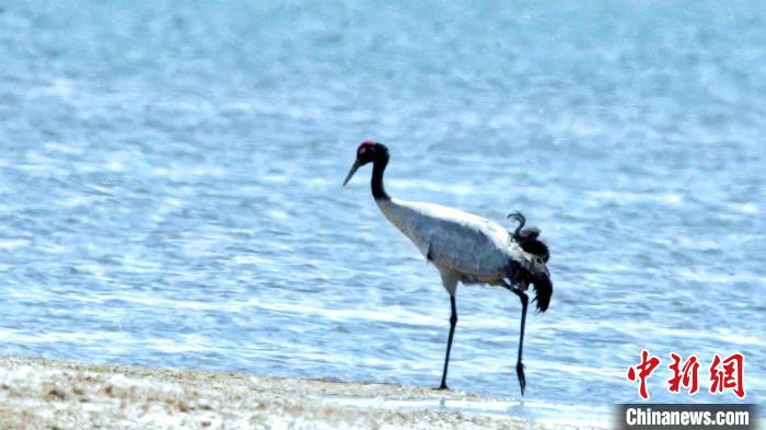 圖為黑頸鶴在青海湖畔散步?！《砣詹囟?攝