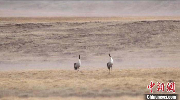 “鳥(niǎo)類大熊貓”黑頸鶴群“落戶”祁連山木里濕地