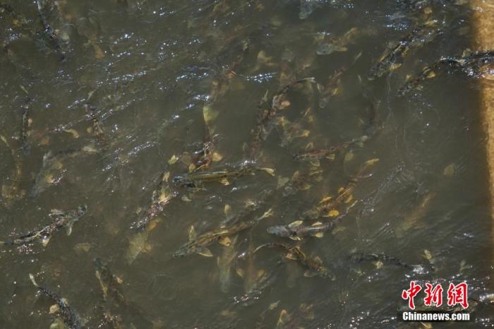 資料圖：圖為今年5月底到8月初，青海湟魚(yú)洄游產(chǎn)卵 馬銘言攝