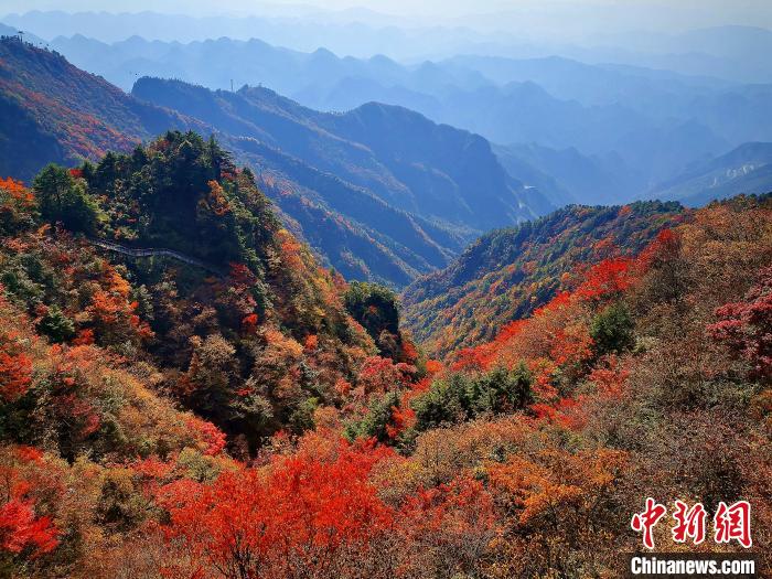 巴山大峽谷漫天紅葉?！埰?攝