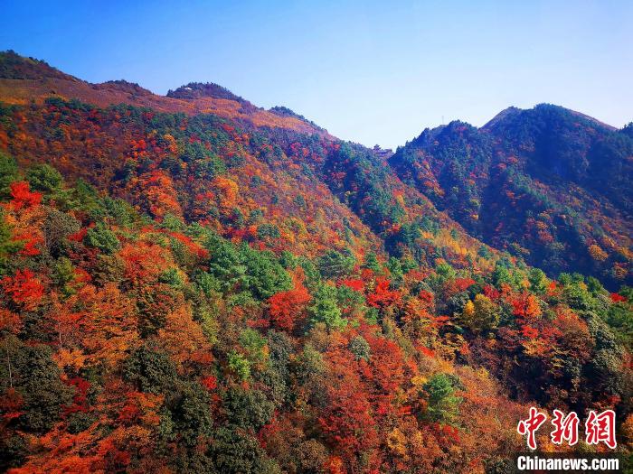 巴山大峽谷漫天紅葉?！埰?攝