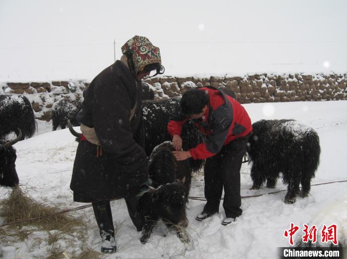 資料圖為研究團(tuán)隊(duì)在達(dá)日縣檢查牛背部皮蠅幼蟲(chóng)感染情況?！?青海省畜牧獸醫(yī)科學(xué)院供圖