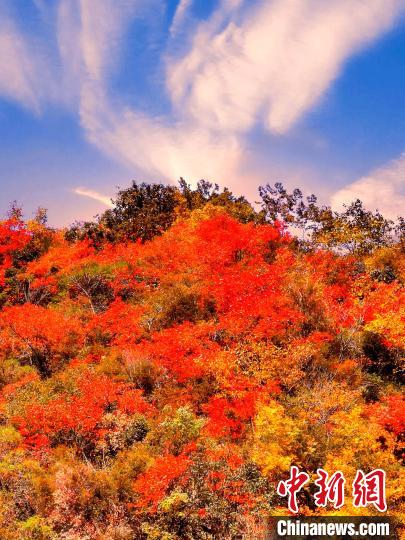 萬源深秋紅葉似火。　朱平安 　攝