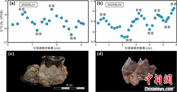本次研究中的犀牛牙齒化石及氧同位素特征。　中科院青藏高原所 供圖