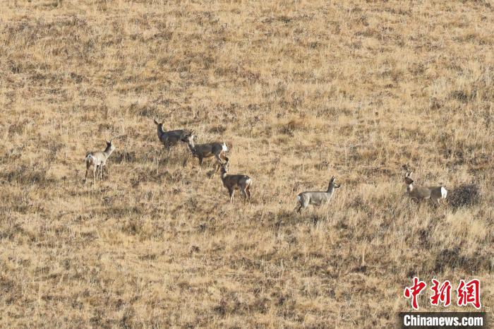 圖為狍鹿在山坡上覓食嬉戲?！〔彭椖霞?攝