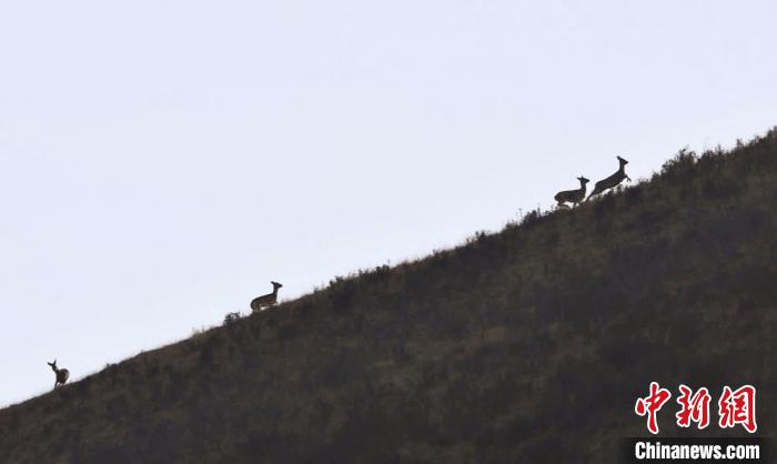 圖為狍鹿在山坡上漫步?！〔彭椖霞?攝