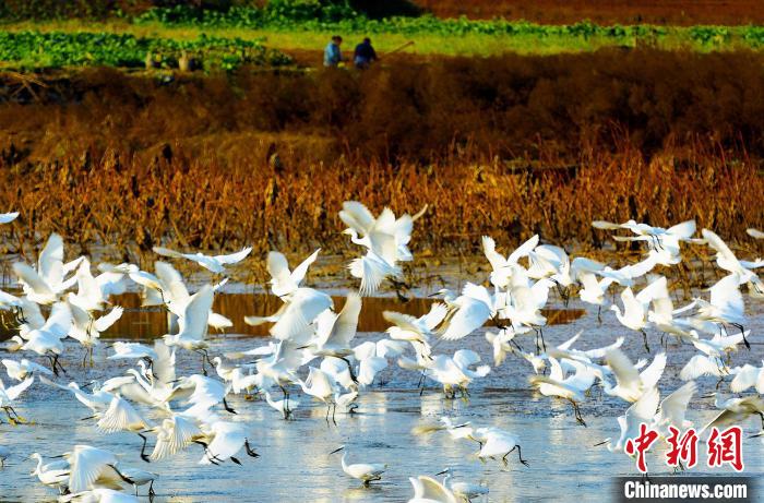 成都白鷺灣濕地公園?！“討?攝