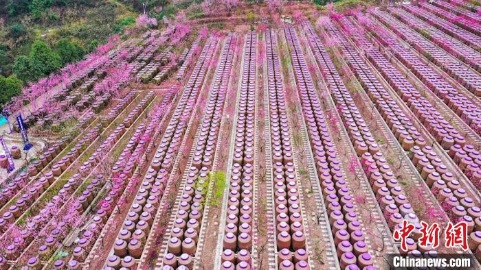 灼灼桃花惹人醉?！㈡?攝