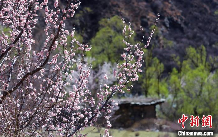 白玉縣河谷間盛開的桃花?！“子袢诿?攝