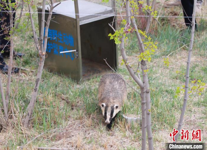 圖為西寧野生動物園救護(hù)的狗獾在西寧市放歸大自然。　馬銘言 攝