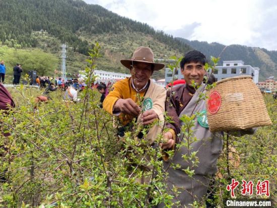 圖為當(dāng)?shù)剞r(nóng)牧民進(jìn)行藏雪茶采摘比賽。　王劍輝 攝