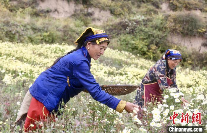 黑水村民在采摘杭白菊。桐鄉(xiāng)市宣傳部提供