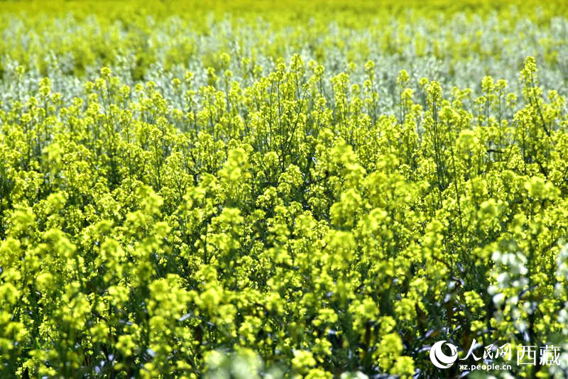 盛開(kāi)的小油菜花。人民網(wǎng) 李海霞攝