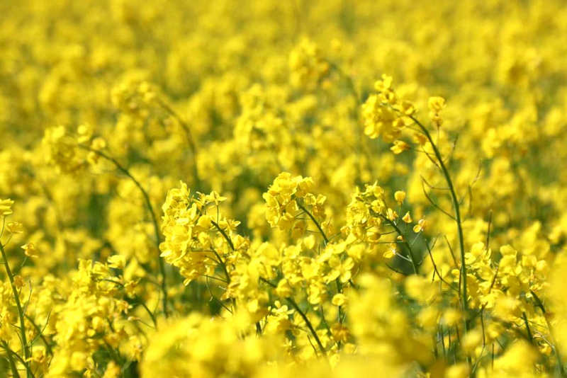 油菜花盛開(kāi)。洛克攝