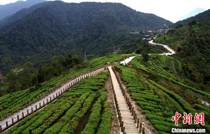 圖為西藏林芝市墨脫縣背崩鄉(xiāng)格林村山頂?shù)木坝^茶園。(無人機照片) 李林 攝
