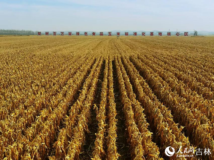 吉林黑土地上糧滿倉(cāng)（資料圖片）。人民網(wǎng)記者 王海躍攝