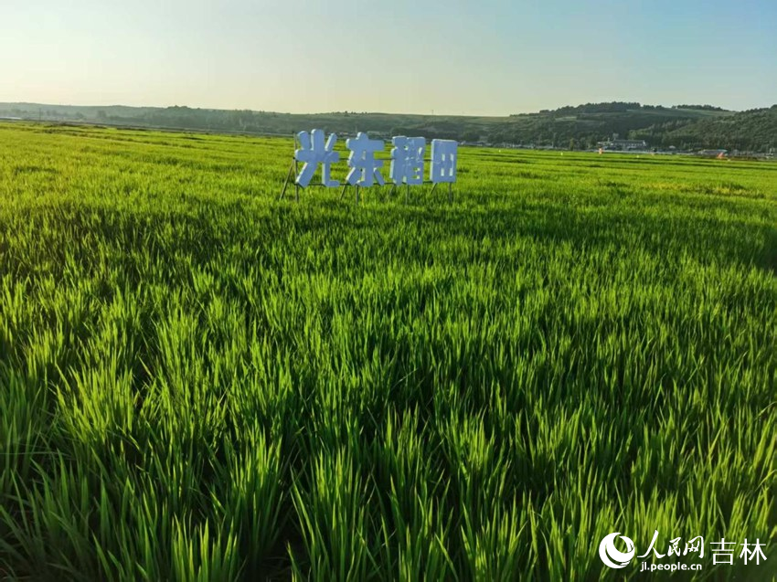 光東村稻田風(fēng)景美如畫(huà)（資料圖片）。人民網(wǎng)記者 王海躍攝