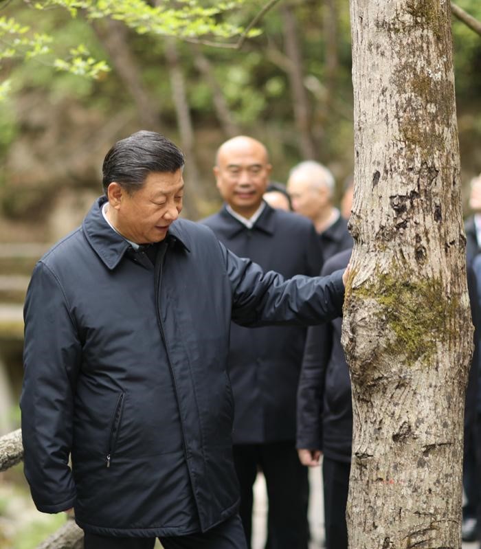 2020年4月20日，中共中央總書記、國(guó)家主席、中央軍委主席習(xí)近平在陜西考察調(diào)研。這是習(xí)近平在位于商洛市柞水縣的秦嶺牛背梁國(guó)家級(jí)自然保護(hù)區(qū)，考察秦嶺生態(tài)保護(hù)情況。 新華社記者 鞠鵬 攝