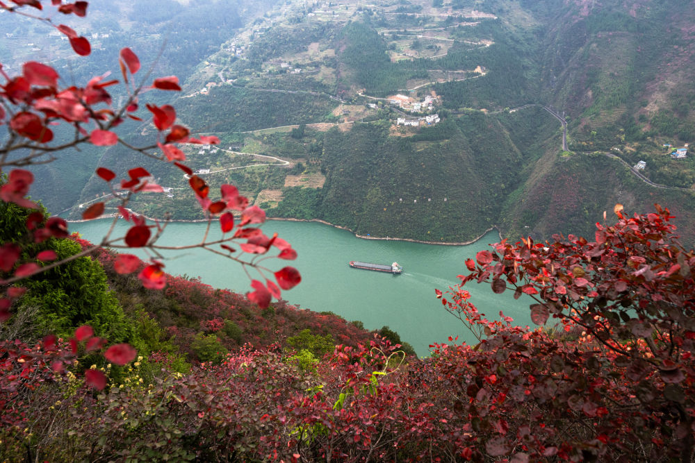 船舶行駛在紅葉掩映下的長江三峽重慶市巫山縣水域（2023年11月30日攝）。新華社記者 肖藝九 攝