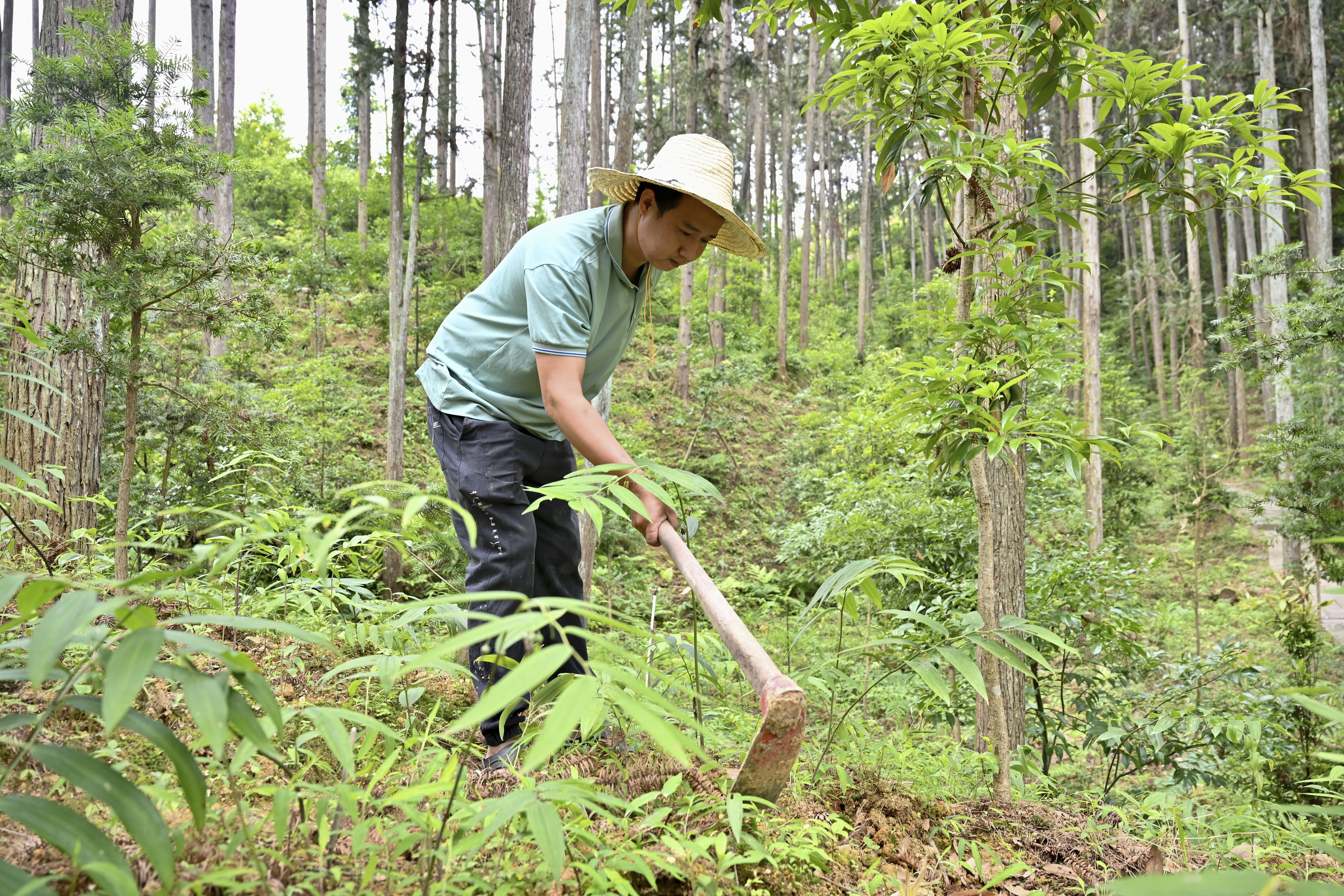 2024年5月9日，福建省三明市馬巖林下經(jīng)濟種植示范基地工人在管理林下種植的多花黃精。