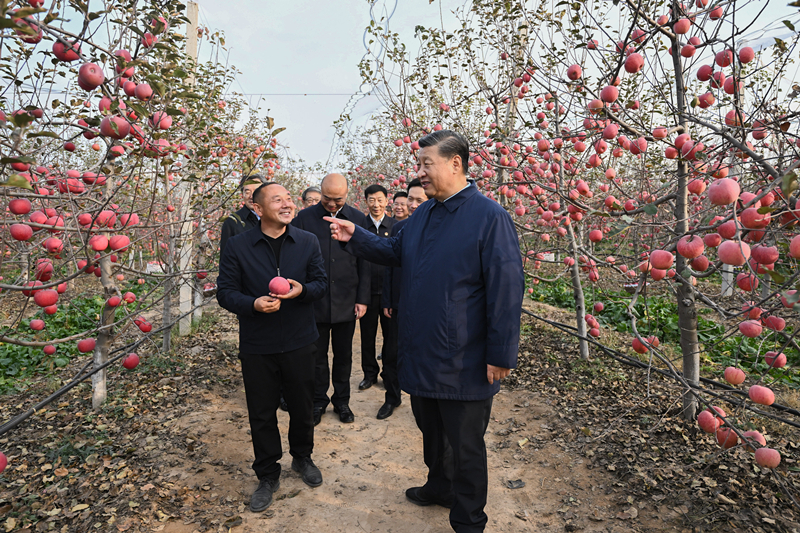 2022年10月26日，習(xí)近平總書記在陜西省延安市安塞區(qū)高橋鎮(zhèn)南溝村的蘋果園里同老鄉(xiāng)們親切交流。