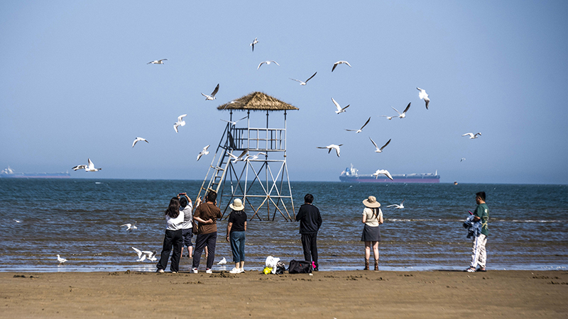 2024年5月12日，河北秦皇島，北戴河鴿子窩公園成群海鷗在天空中自由翱翔，與大海、藍(lán)天構(gòu)成了一幅美麗的畫卷。